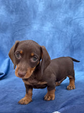 Load image into Gallery viewer, Harley 💕 Mini Dachshund ☀️Male