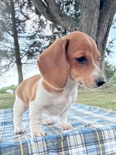 Load image into Gallery viewer, Daisy 💕 Mini Dachshund ☀️Female