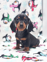 Load image into Gallery viewer, Taffy💕 Mini Dachshund ☀️Female