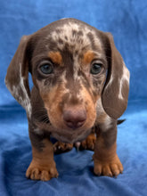 Load image into Gallery viewer, Elvis 💕 Mini Dachshund ☀️Male