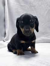 Load image into Gallery viewer, Breezy 💕 Mini Dachshund ☀️Female