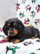 Load image into Gallery viewer, Winston 💕 Mini Dachshund ☀️Male
