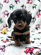 Load image into Gallery viewer, Waylon 💕 Mini Dachshund ☀️Male