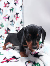 Load image into Gallery viewer, Gracie 💕 Mini Dachshund ☀️Female