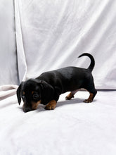 Load image into Gallery viewer, Scooter 💕 Mini Dachshund ☀️Male