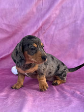 Load image into Gallery viewer, Posey 💕 Mini Dachshund ☀️Female