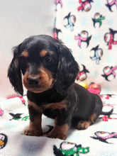 Load image into Gallery viewer, Winston 💕 Mini Dachshund ☀️Male