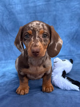 Load image into Gallery viewer, Elvis 💕 Mini Dachshund ☀️Male