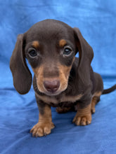 Load image into Gallery viewer, Waylon 💕 Mini Dachshund ☀️Male
