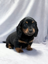 Load image into Gallery viewer, Wanda 💕 Mini Dachshund ☀️Female