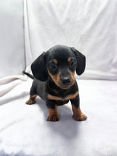 Load image into Gallery viewer, Maverick 💕 Mini Dachshund ☀️Male