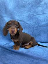 Load image into Gallery viewer, Waylon 💕 Mini Dachshund ☀️Male