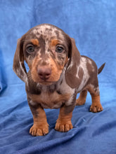 Load image into Gallery viewer, Elvis 💕 Mini Dachshund ☀️Male
