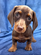 Load image into Gallery viewer, Harley 💕 Mini Dachshund ☀️Male