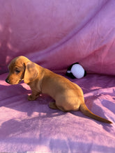 Load image into Gallery viewer, Lucy💕 Mini Dachshund ☀️Female