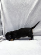 Load image into Gallery viewer, Breezy 💕 Mini Dachshund ☀️Female