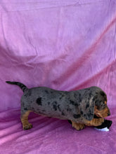 Load image into Gallery viewer, Posey 💕 Mini Dachshund ☀️Female
