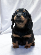 Load image into Gallery viewer, Wanda 💕 Mini Dachshund ☀️Female