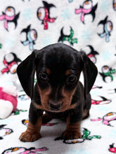Load image into Gallery viewer, Gracie 💕 Mini Dachshund ☀️Female