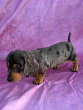 Load image into Gallery viewer, Posey 💕 Mini Dachshund ☀️Female