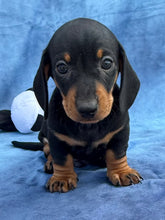 Load image into Gallery viewer, Tucker 💕 Mini Dachshund ☀️Male