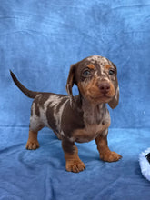 Load image into Gallery viewer, Elvis 💕 Mini Dachshund ☀️Male