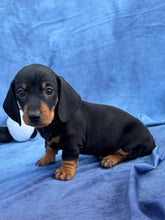 Load image into Gallery viewer, Tucker 💕 Mini Dachshund ☀️Male