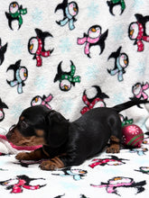 Load image into Gallery viewer, Joy 💕 Mini Dachshund ☀️Female