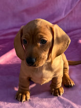 Load image into Gallery viewer, Lucy💕 Mini Dachshund ☀️Female
