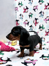 Load image into Gallery viewer, Gracie 💕 Mini Dachshund ☀️Female