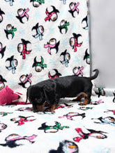 Load image into Gallery viewer, Joy 💕 Mini Dachshund ☀️Female