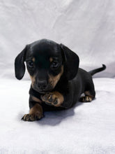 Load image into Gallery viewer, Breezy 💕 Mini Dachshund ☀️Female