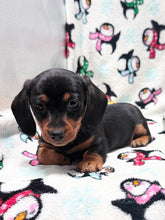 Load image into Gallery viewer, Waylon 💕 Mini Dachshund ☀️Male