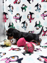 Load image into Gallery viewer, Joy 💕 Mini Dachshund ☀️Female