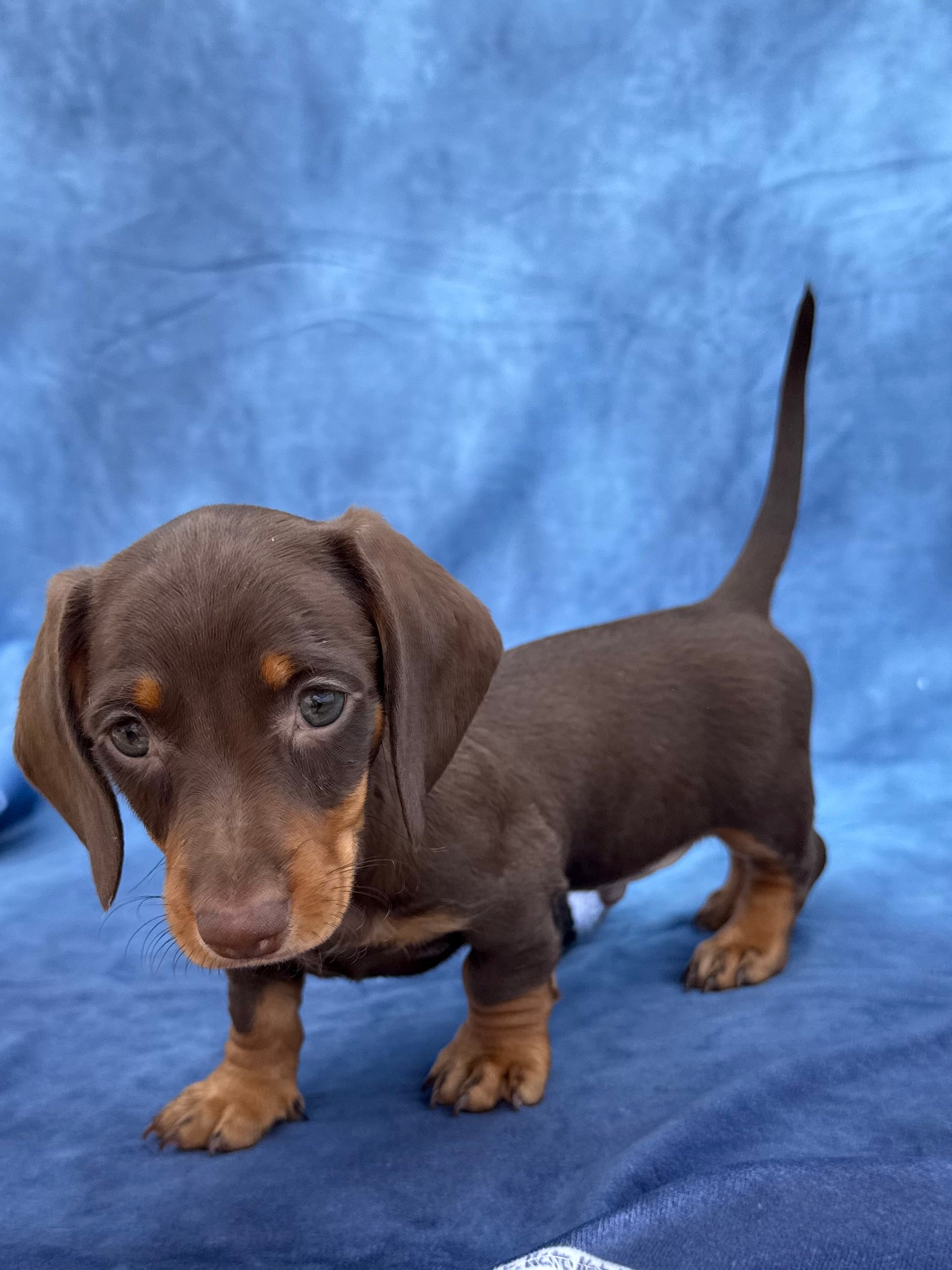 Harley 💕 Mini Dachshund ☀️Male – Champagne Puppies