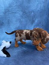 Load image into Gallery viewer, Elvis 💕 Mini Dachshund ☀️Male