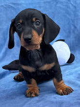 Load image into Gallery viewer, Tucker 💕 Mini Dachshund ☀️Male