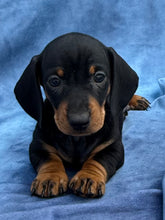 Load image into Gallery viewer, Tucker 💕 Mini Dachshund ☀️Male