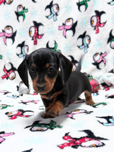 Load image into Gallery viewer, Gracie 💕 Mini Dachshund ☀️Female