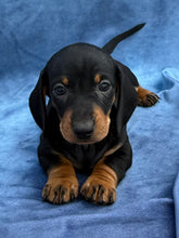 Load image into Gallery viewer, Tucker 💕 Mini Dachshund ☀️Male