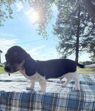 Load image into Gallery viewer, Conrad 💕 Mini Dachshund ☀️Male