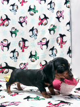 Load image into Gallery viewer, Taffy💕 Mini Dachshund ☀️Female