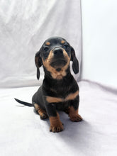 Load image into Gallery viewer, Maverick 💕 Mini Dachshund ☀️Male