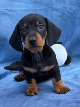 Load image into Gallery viewer, Tucker 💕 Mini Dachshund ☀️Male