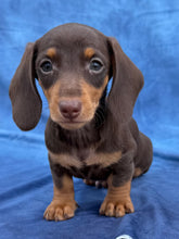 Load image into Gallery viewer, Waylon 💕 Mini Dachshund ☀️Male