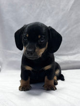 Load image into Gallery viewer, Breezy 💕 Mini Dachshund ☀️Female