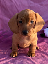 Load image into Gallery viewer, Lucy💕 Mini Dachshund ☀️Female
