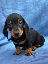 Load image into Gallery viewer, Tucker 💕 Mini Dachshund ☀️Male