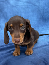 Load image into Gallery viewer, Waylon 💕 Mini Dachshund ☀️Male