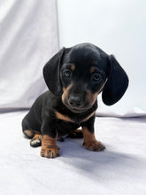 Load image into Gallery viewer, Scooter 💕 Mini Dachshund ☀️Male